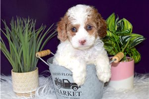 Brown - Cockapoo for sale