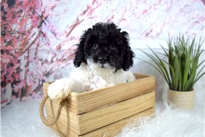Bolo - puppy for sale