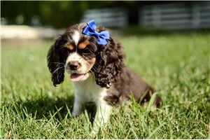 Magpie - Cocker Spaniel for sale