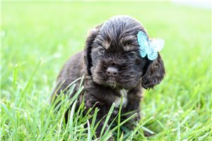 Samantha - Cocker Spaniel for sale
