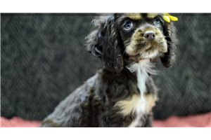 Maria - Cocker Spaniel for sale
