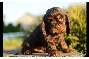 Tobias - Cocker Spaniel for sale