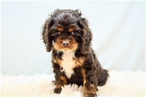 Noah - Cocker Spaniel for sale