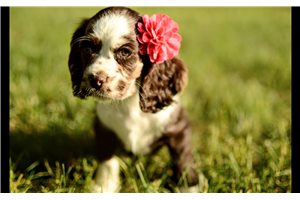 Raya - Cocker Spaniel for sale