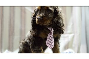 Oliver - Cocker Spaniel for sale