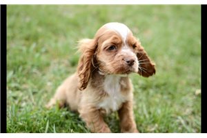 Ozzy - Cocker Spaniel for sale