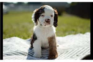 Nicolas - Cocker Spaniel for sale