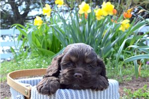 Montague - puppy for sale
