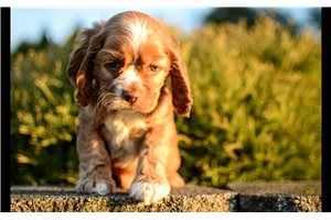 Tommy - Cocker Spaniel for sale