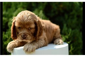Patterson - Cocker Spaniel for sale