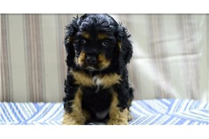 Henry - Cocker Spaniel for sale