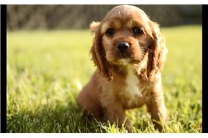 Lucas - Cocker Spaniel for sale