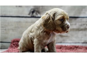 Otto - puppy for sale