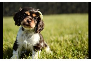 Rosalyn - Cocker Spaniel for sale