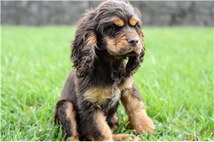 Norm - Cocker Spaniel for sale