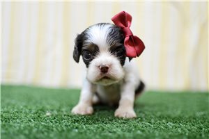 Olivia - puppy for sale