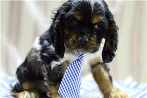 Hector - puppy for sale