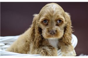 Nathan - Cocker Spaniel for sale