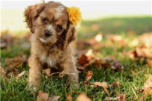 Octavia - Cocker Spaniel for sale