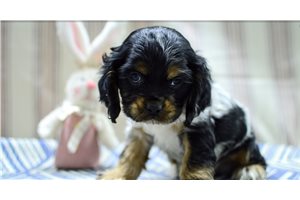 Hector - Cocker Spaniel for sale