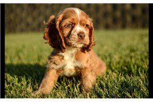 Tommy - Cocker Spaniel for sale