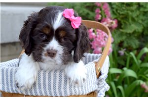 Midge - puppy for sale