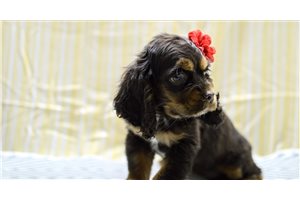 Maria - Cocker Spaniel for sale