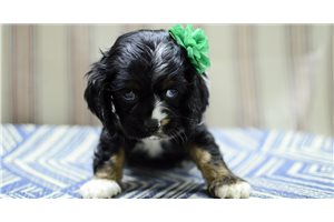 Henna - Cocker Spaniel for sale