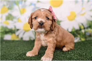 Penny - puppy for sale