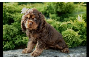 Natalie - Cocker Spaniel for sale