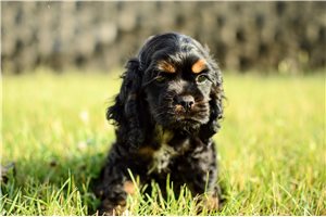 Trent - Cocker Spaniel for sale