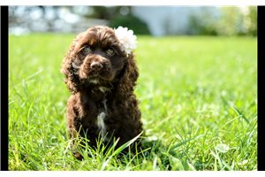 Nutmeg - Cocker Spaniel for sale