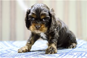 Noah - Cocker Spaniel for sale
