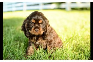 Tobias - Cocker Spaniel for sale
