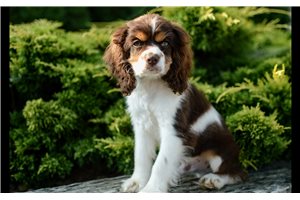 Memphis - Cocker Spaniel for sale