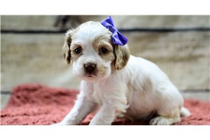 Olivia - puppy for sale