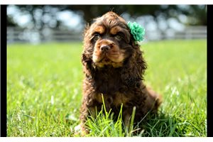 Natalie - Cocker Spaniel for sale