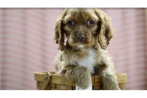 Omar - puppy for sale