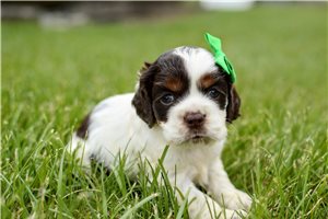 Trixie - puppy for sale