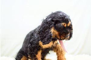 Henry - Cocker Spaniel for sale