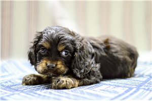 Norm - Cocker Spaniel for sale
