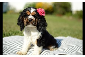 Myrtle - Cocker Spaniel for sale