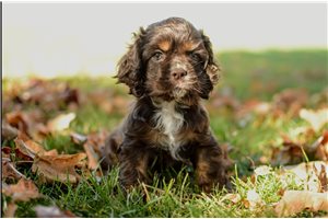 Ollie - Cocker Spaniel for sale