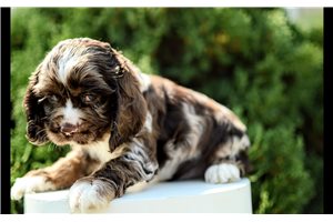 Penn - Cocker Spaniel for sale