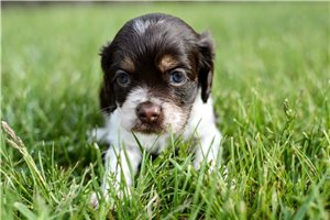 Ruger - puppy for sale