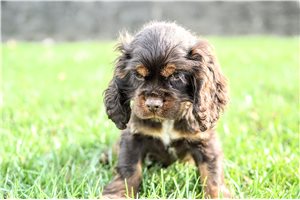 Otto - Cocker Spaniel for sale