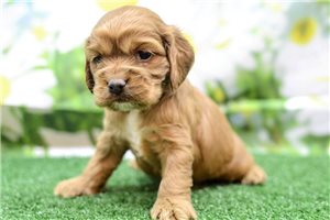 Lucas - Cocker Spaniel for sale