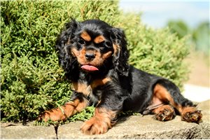 Mason - Cocker Spaniel for sale