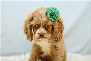 Nini - Cocker Spaniel for sale