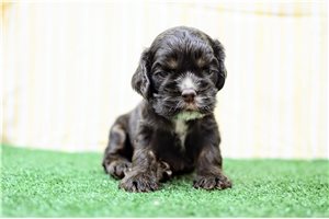 Ollie - puppy for sale